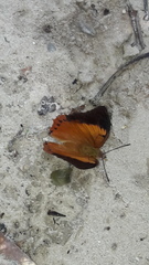 Charaxes bernardus hierax