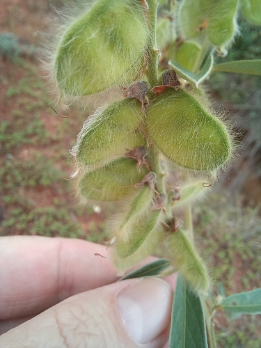 Eriosema psoraleoides, photograph 5