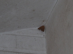 Goniocraspidum pryeri