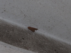 Goniocraspidum pryeri