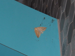 Descoreba simplex