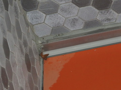 Goniocraspidum pryeri