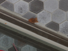 Goniocraspidum pryeri