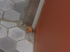 Goniocraspidum pryeri