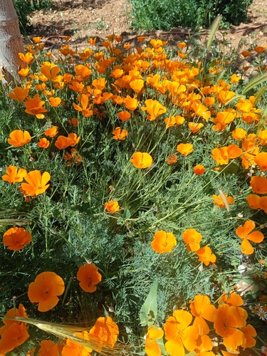 California poppy