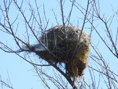 Campylorhynchus brunneicapillus