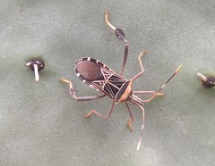 Leptoglossus subauratus