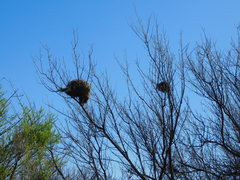 Campylorhynchus brunneicapillus