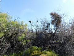 Campylorhynchus brunneicapillus