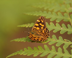 Oreixenica kershawi