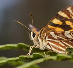 Oreixenica kershawi