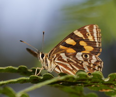 Oreixenica kershawi