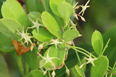 Vincetoxicum carnosum