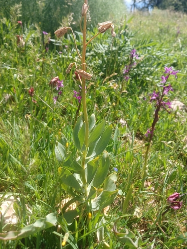 Fritillaria persica