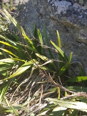 Hemerocallidoideae