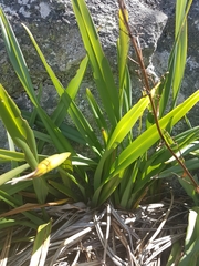 Hemerocallidoideae