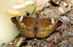 Euthalia aconthea garuda