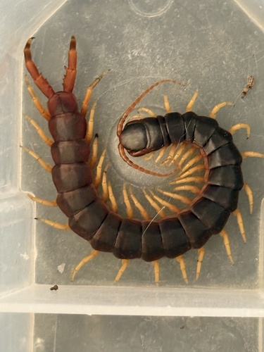 Scolopendra viridicornis viridicornis