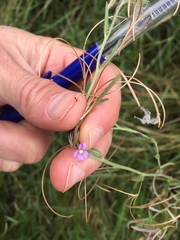 Epilobium pallidiflorum