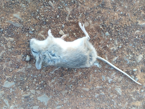 Cape Gerbil