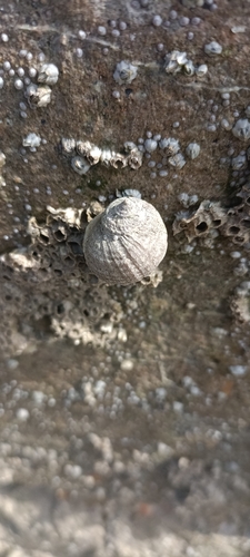 Nucella lapillus