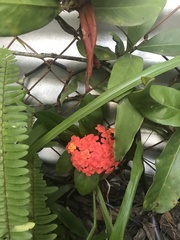 Ixora chinensis