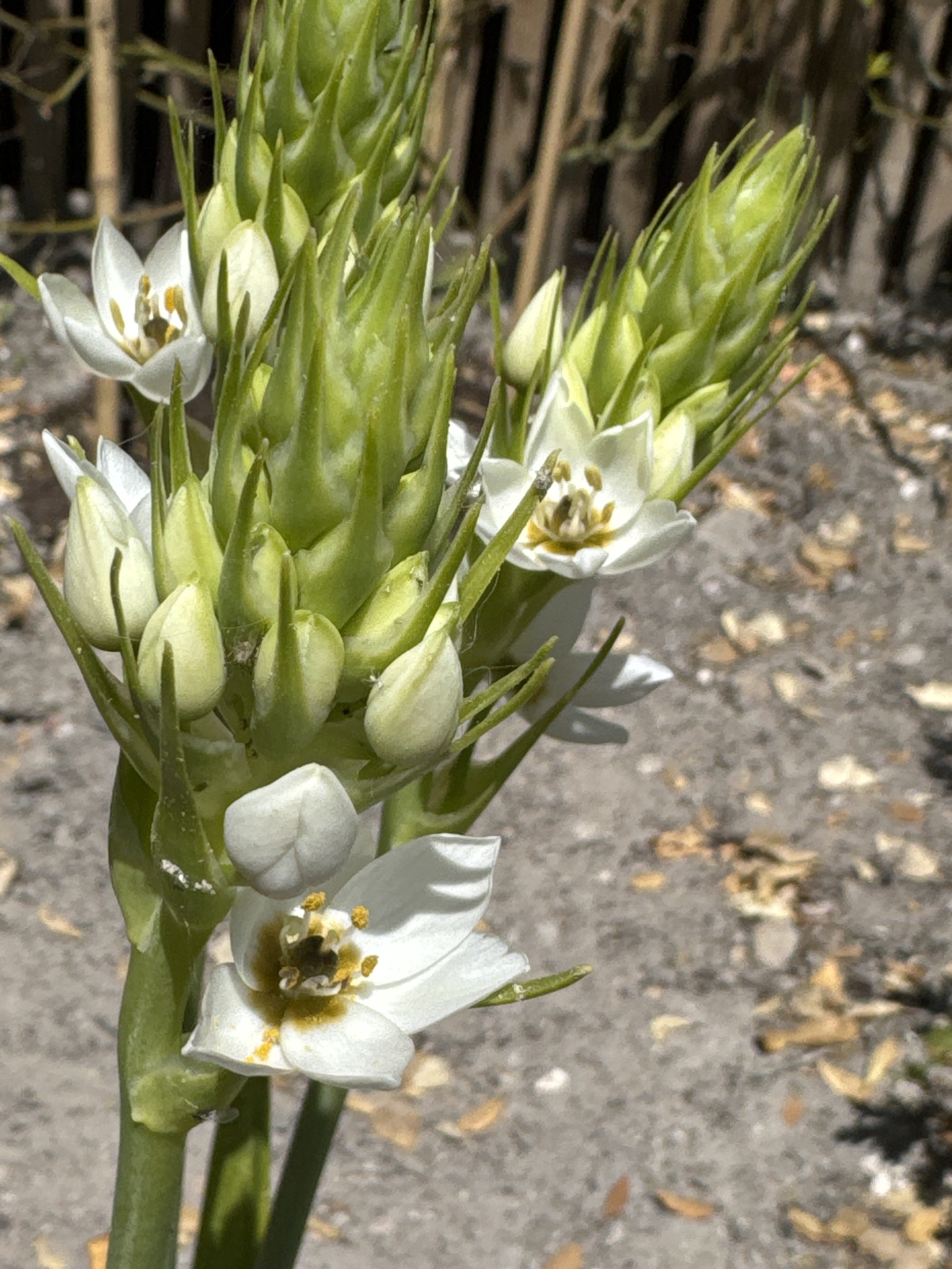 Chincherinchee