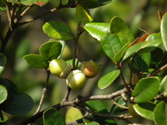 Quercus phillyreoides