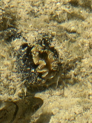 Doriprismatica atromarginata