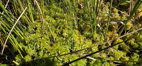 Sphagnum inundatum observed 2026-04-25