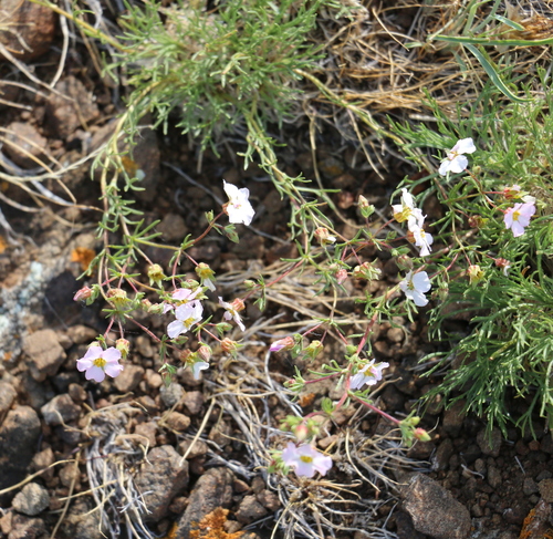 Chamaerhodos trifida