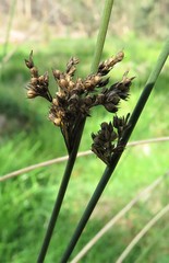 Juncus continuus