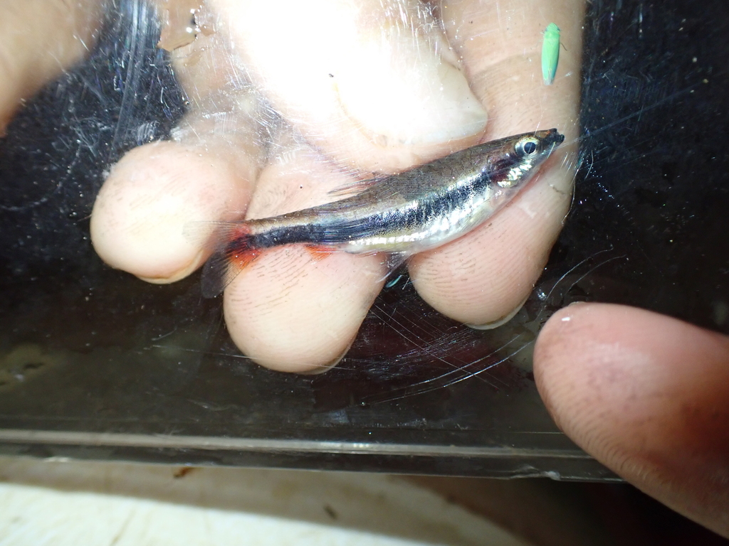 Shining Pencilfish