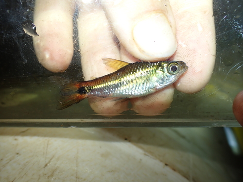 Cryptic curimata (Curimatopsis crypticus) — Curimatidae — 2
