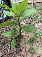 Nicotiana tabacum