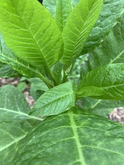 Nicotiana tabacum
