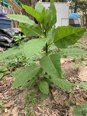 Nicotiana tabacum