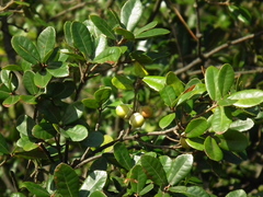 Quercus phillyreoides
