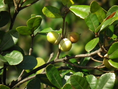 Quercus phillyreoides