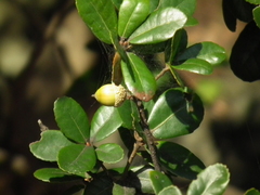 Quercus phillyreoides