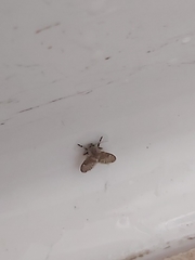 Clogmia albipunctata