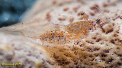 Periclimenes incertus