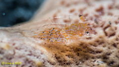 Periclimenes incertus