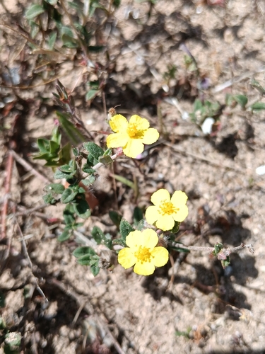 Helianthemum marifolium, photograph 2