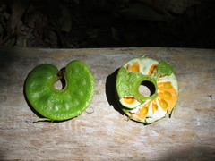 Archidendron grandiflorum