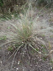Spinifex