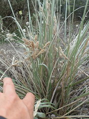 Spinifex