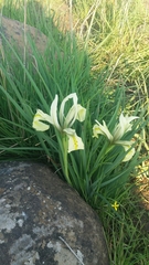 Iris grant-duffii
