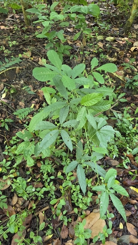 Tetrastigma leucostaphylum observed 2026-04-23