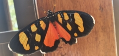 Heraclia africana